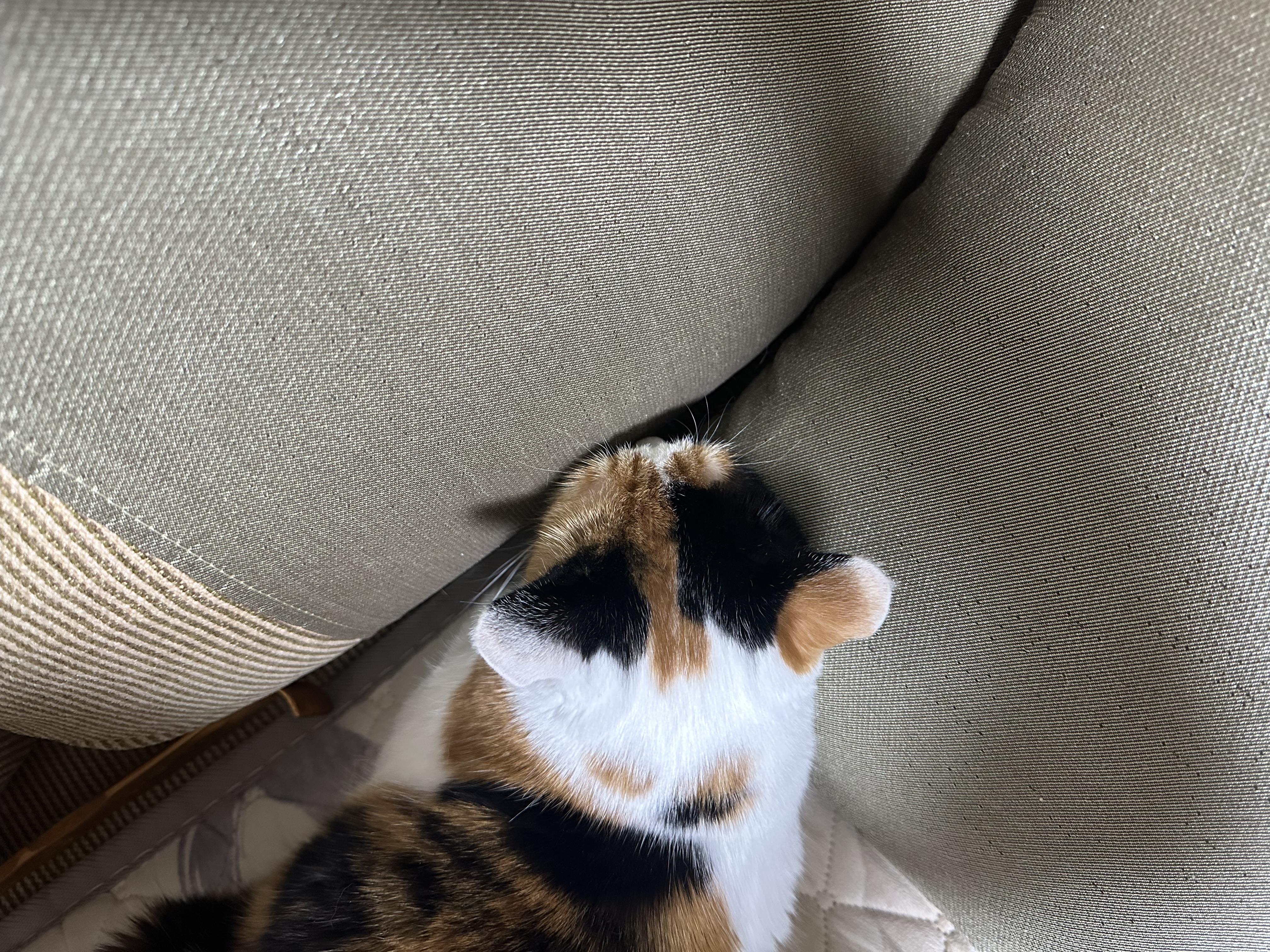 사차원 요미의 짧고 귀여운 이야기들