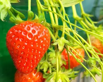 논산딸기축제_3