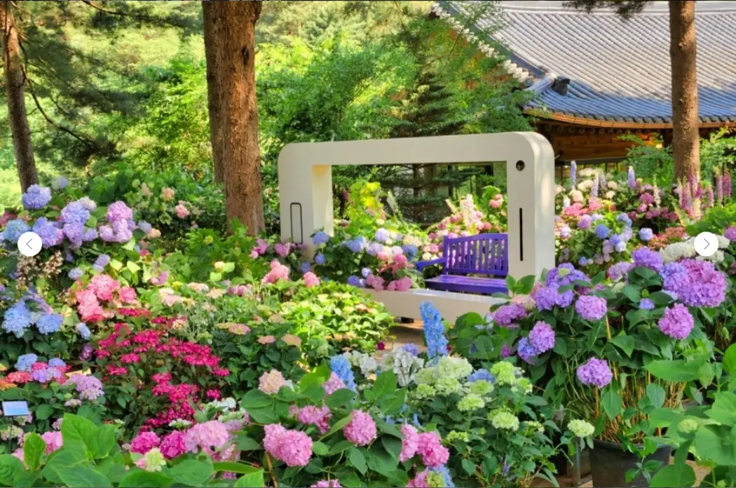 아침고요수목원 수국전시회