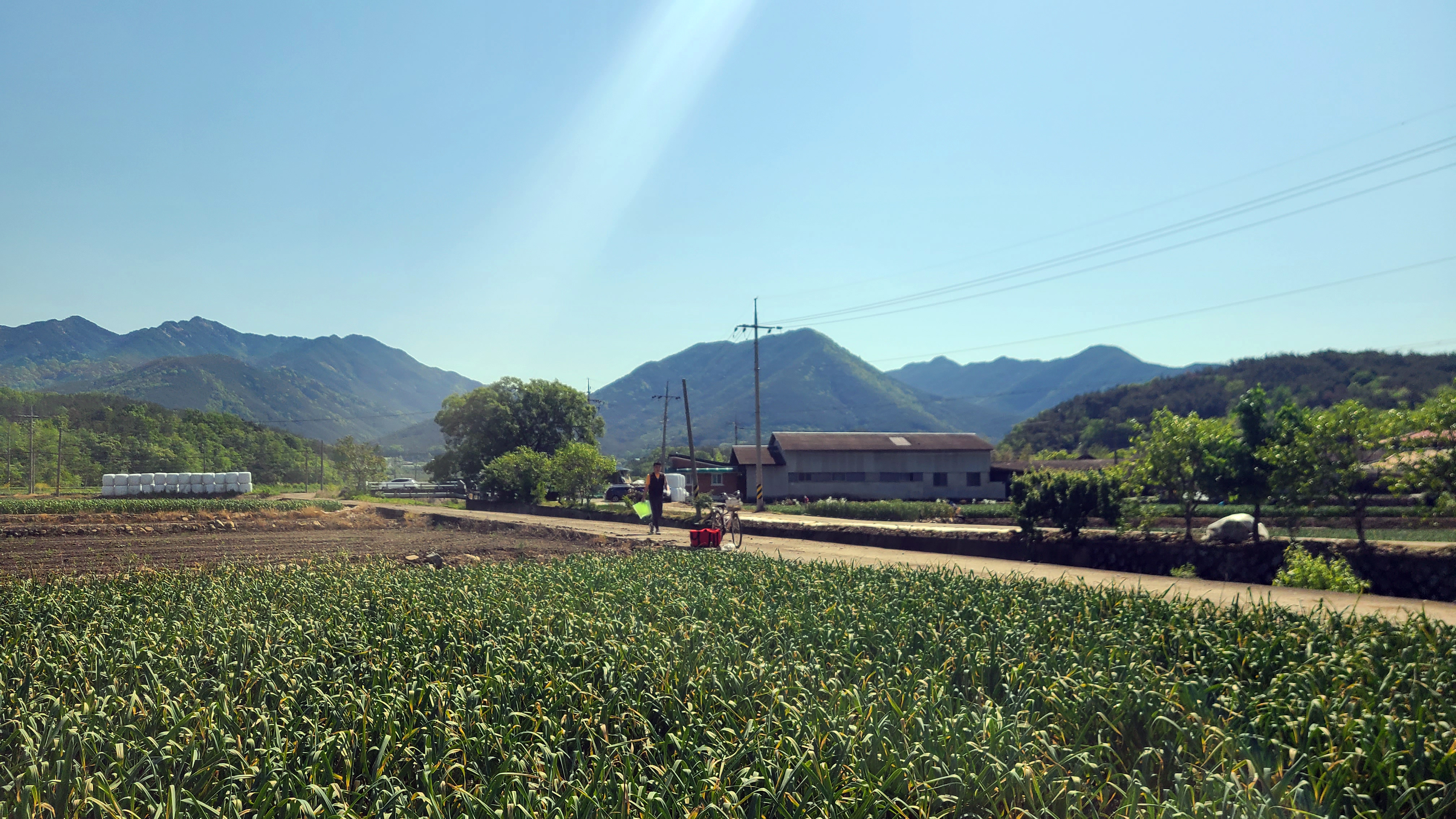 마늘종을 뽑는 날