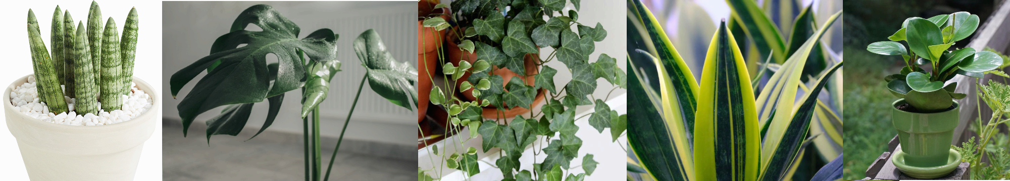 기르기 쉬운 반려식물 추천 BEST 5 초보자도 가능한 실내 식물 키우기