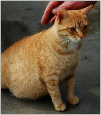 고양이 임신 기간 주기 가능나이 배모양_9