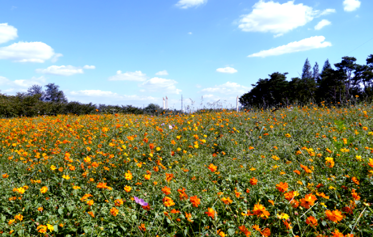 드림파크 국화축제