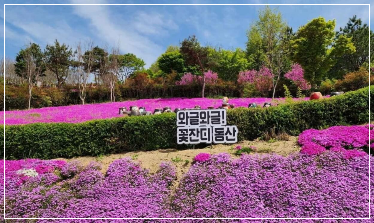 진안 가볼만한곳 베스트10 진안 꽃잔디동산
