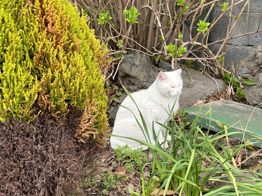 안녕 토르 앞 고양이