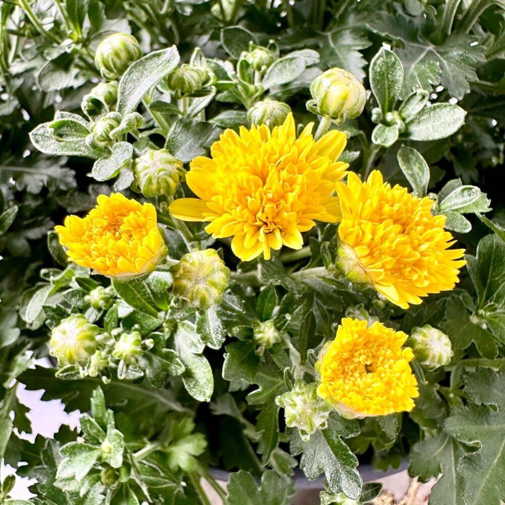 국화꽃 키우는법