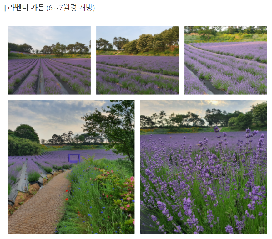 고창 청농원 라벤더 가든