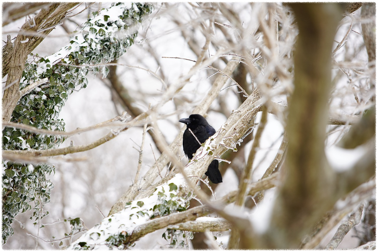 한라산 탐방로 예약 시스템