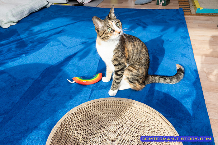 펫코지 뽀송러그 촉감 냉기차단 효과