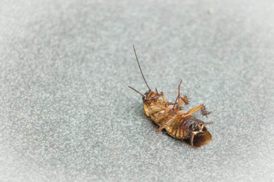 죽은 집 바퀴