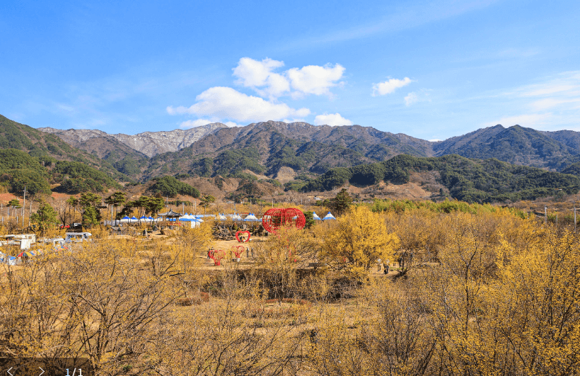 구례산수유축제