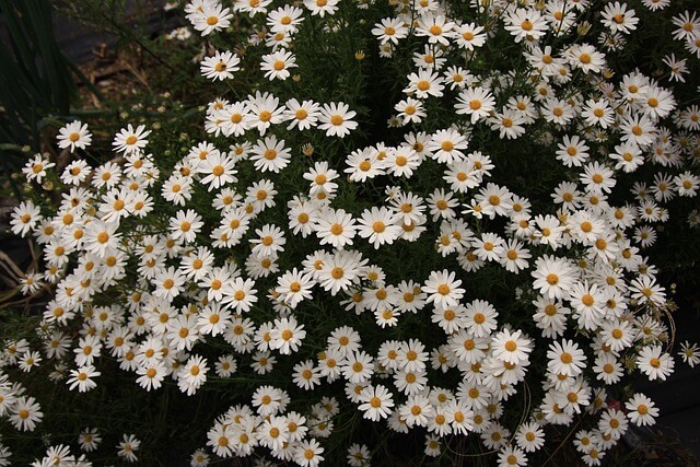 구절초 효능 꽃 꽃말