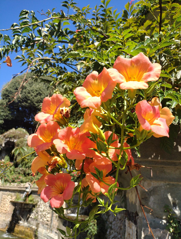 능소화 꽃말 묘목 키우기 꽃 명소 개화시기 전설 독성 삽목 시모음