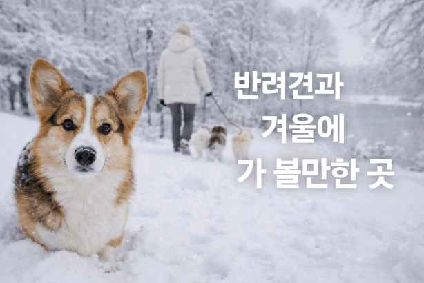 겨울에도 OK! 반려견과 함께하는 나들이 장소 BEST 7