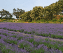 청농원라벤더