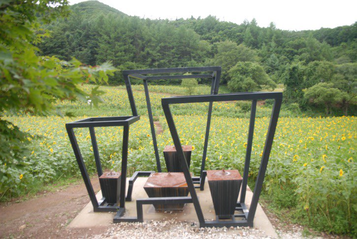 태백 해바라기축제