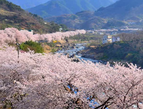 전국 벚꽃 축제 유명한 곳