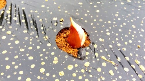 마늘-종자-심는방법-파종방법-종자소독