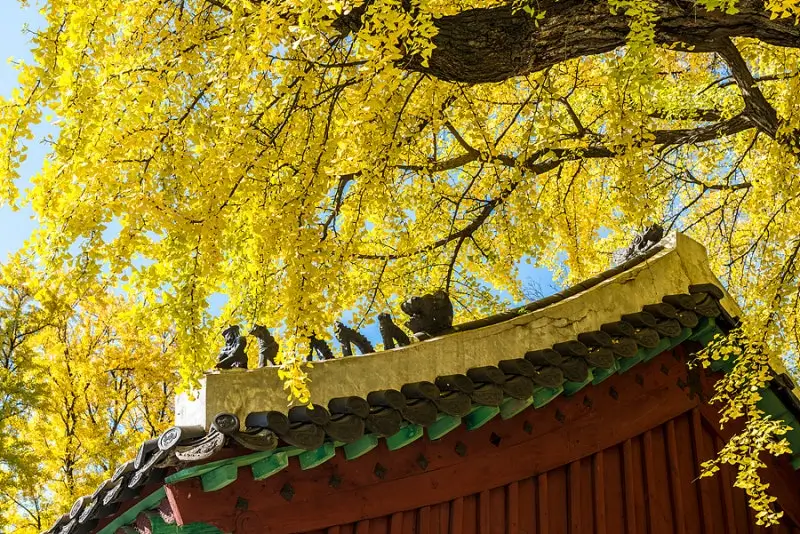 성균관-명륜당