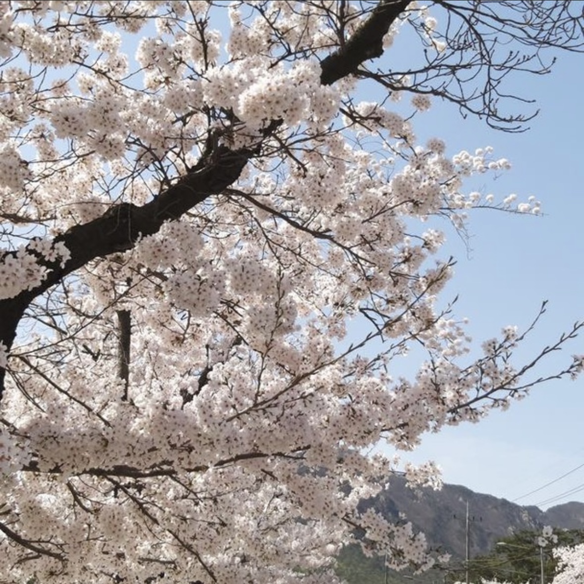 동학사 벚꽃 축제 일정
