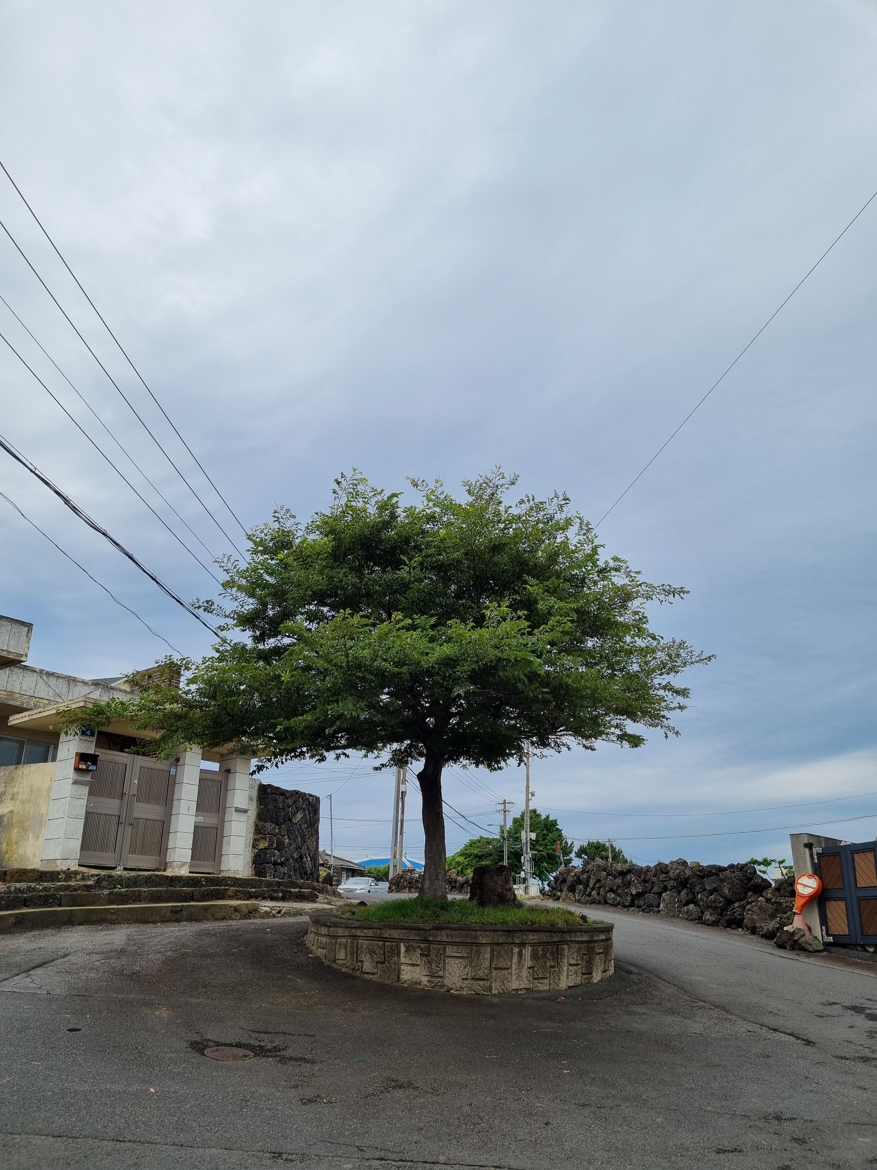 Jeju Olle Trail 19