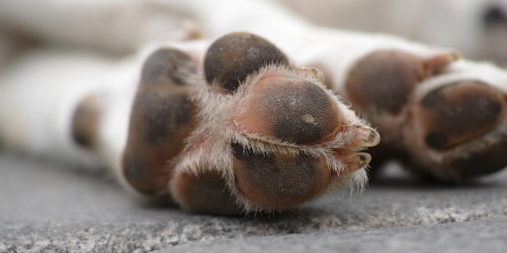 강아지 발바닥 관리 노하우 4