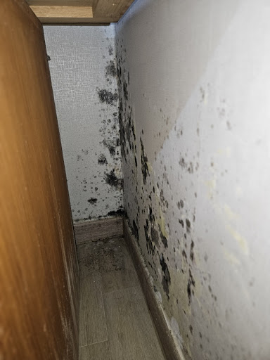 방 한쪽 벽과 바닥 모서리에 검은 곰팡이가 넓게 퍼진 모습
