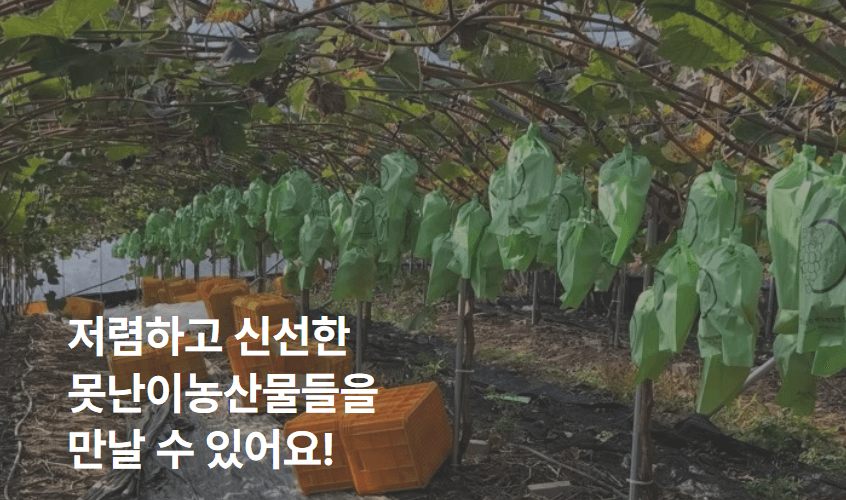 과일, 채소 반값으로 저렴하게 구매가능한 쇼핑몰 (어글리스, 오아시스, 못난이마켓, 그린팜, 만나몰)