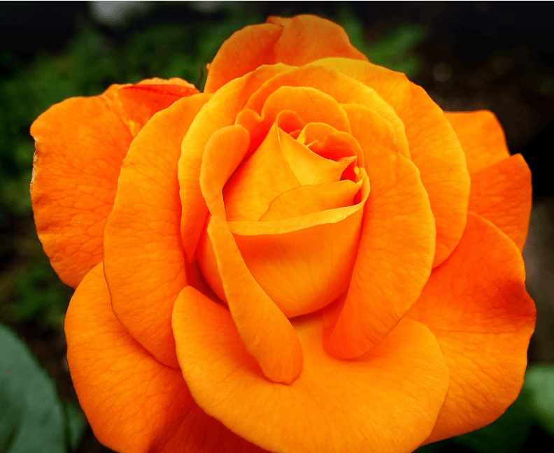 삼척장미축제 일정 입장료 주차장 관람꿀팁