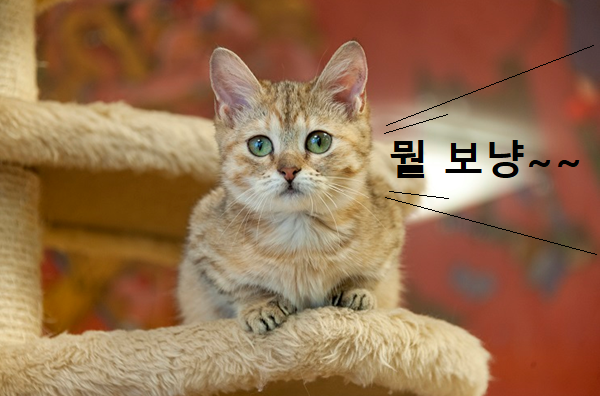 먼치킨 고양이 이미지 - 3