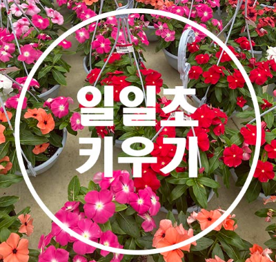 일일초 키우는 방법