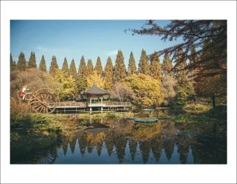 경상남도 수목원 5월의 꽃 관음죽꽃 핑퐁나무 황금자주달개비 마가렛 만첩빈도리 자란 크레이프자스민_19