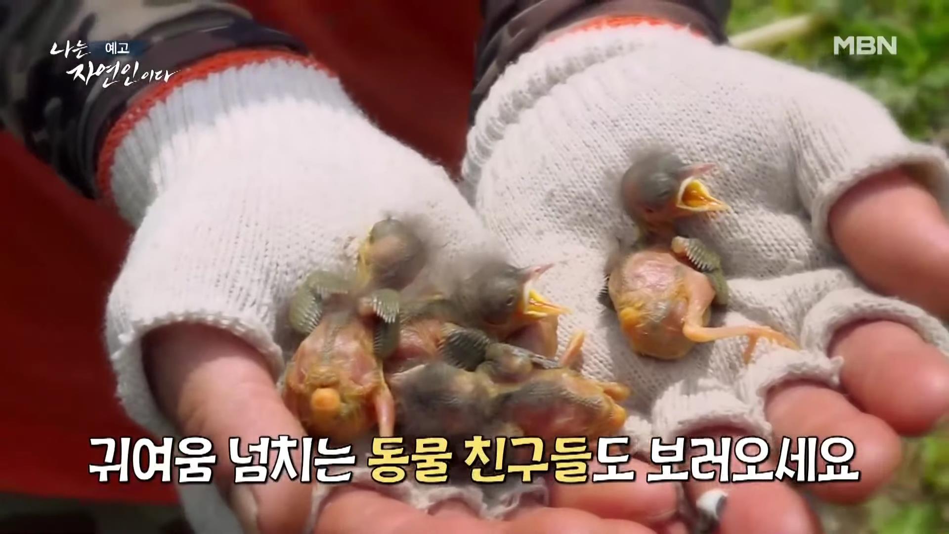 나는 자연인이다 낙상 사고 후유증, 산골 놀이터를 통해 회복, 산딸기 유기농 잼, 천마, 산삼 나눔, 출연료 기부, 키다리 아저씨 이제 착하게 삽니다 자연인 김기복 소개 및 이승윤 출연 560회회 다시보기