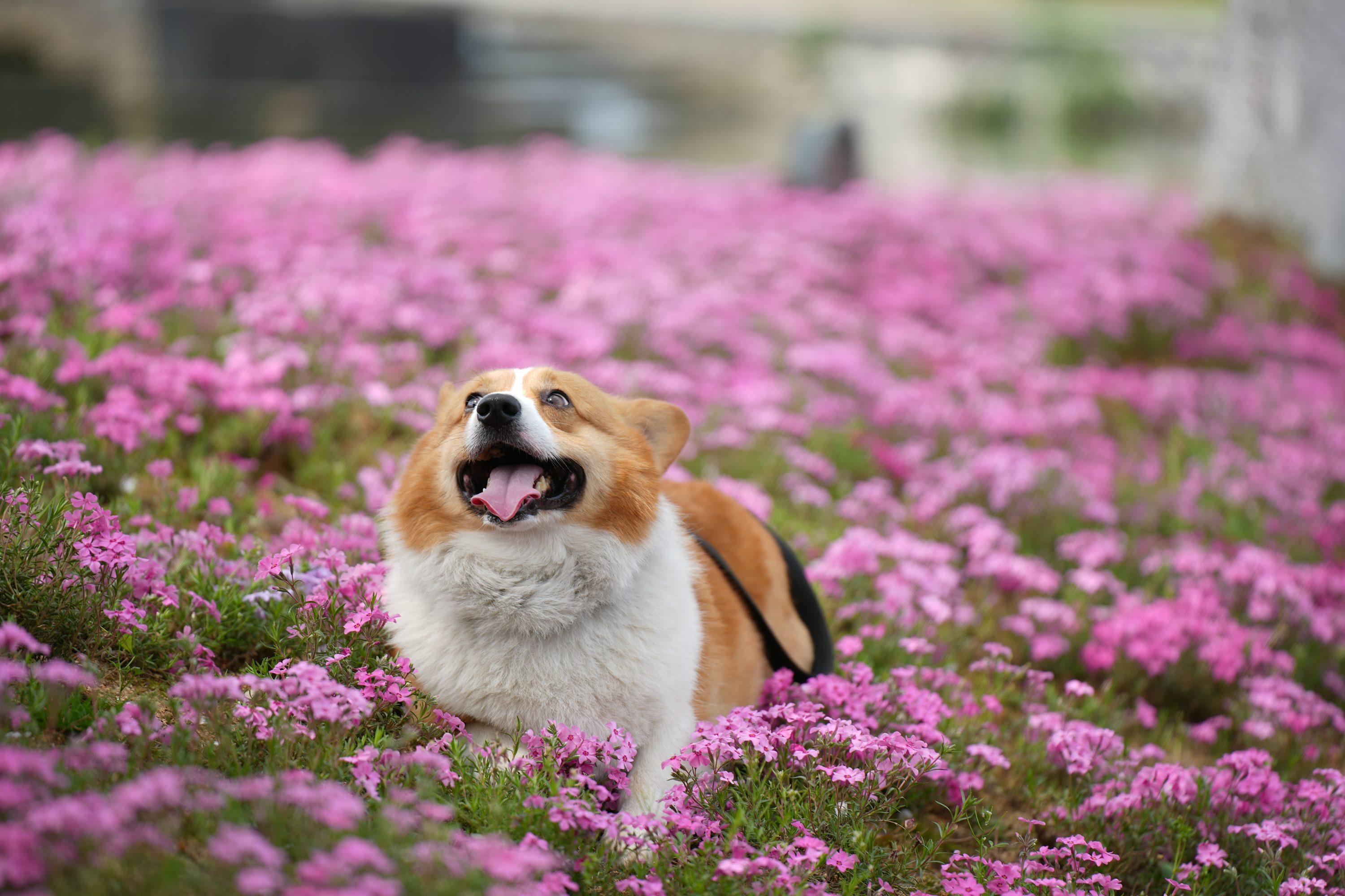 "분홍 꽃밭 위에 누워 해맑게 웃고 있는 웰시코기 강아지"