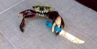 누칼협