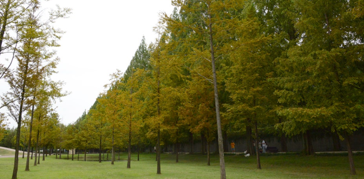 담양 메타세쿼이아길