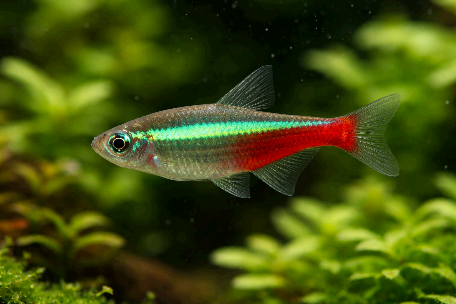 그린 네온 테트라 키우기 완벽 가이드 (수온, 물갈이, 먹이, 합사 총정리)