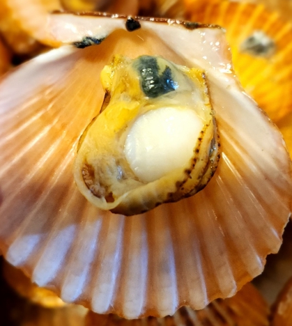 홍가리비 찜을 완성한 후 완성된 홍가리비 1개를 확대한 사진입니다.