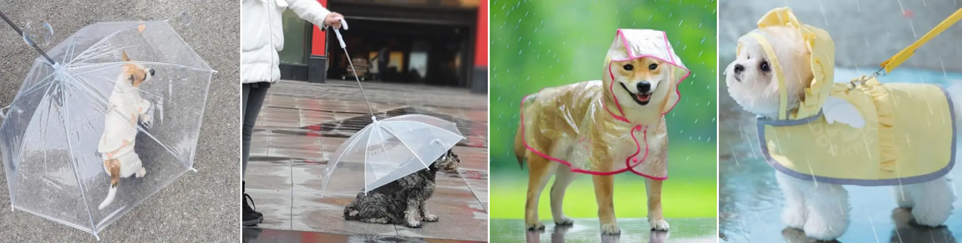 우산을 쓴 강아지와 우비를 입은 강아지 모습