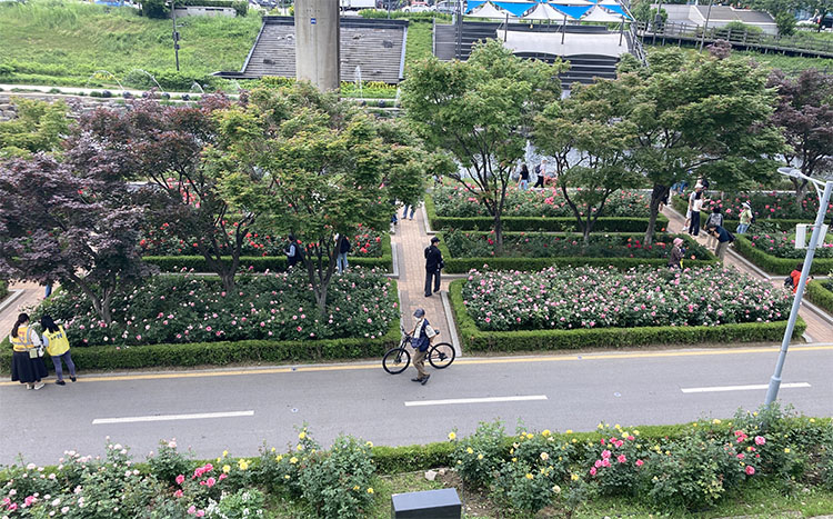 중랑 서울 장미 축제 - 5월 21일 현재 개화 상태