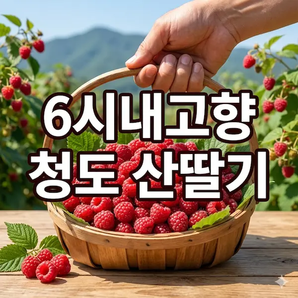 6시내고향 청도 산딸기