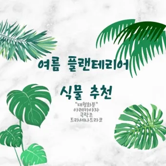 실내식물 여름철 관리 고온다습 통풍확보 물주기시간대 환기방법_15