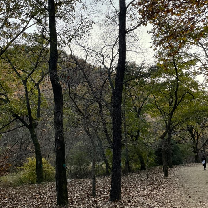 관악수목원 단풍