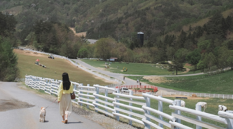 대관령 하늘목장