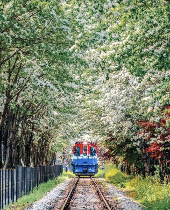 전주 이팝나무 철길만 맛집 주차 일정 개방기간 야간 만개
