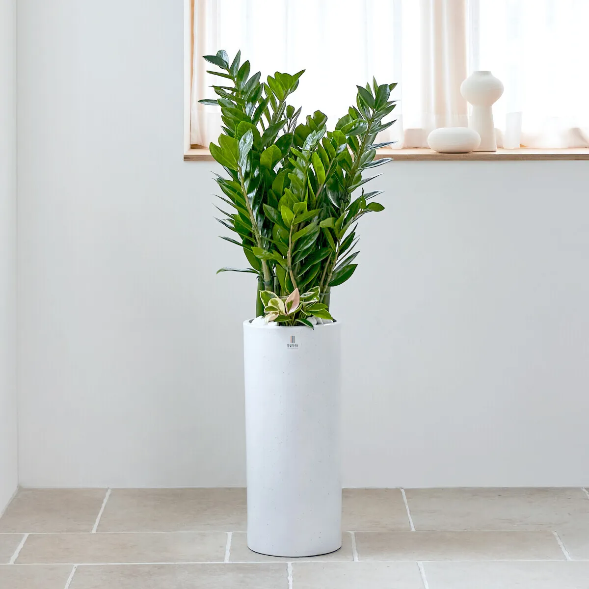 금전수 물주기 과습예방 배수층 만들기 흙선택 시니어도 편한 관리_3