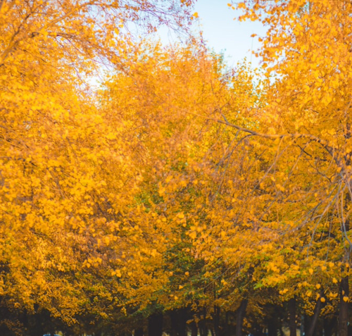 풍성한 단풍나무 사진