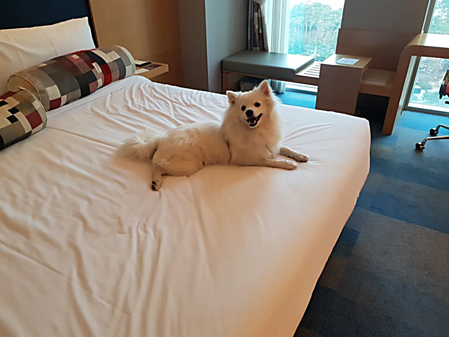 숨은 경주 애견동반 숙소, 가장 빠르게 찾는 방법