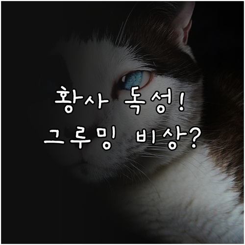 고양이 황사 그루밍 중금속 섭취 방지..