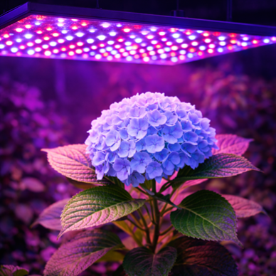 LED